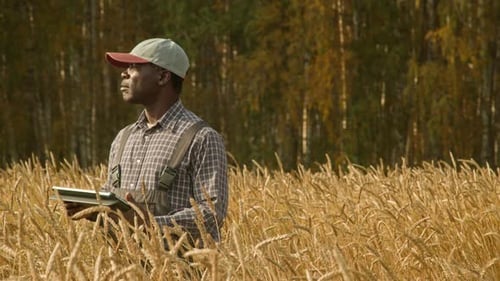 Black Farmer in Wheat Field Holding Tablet