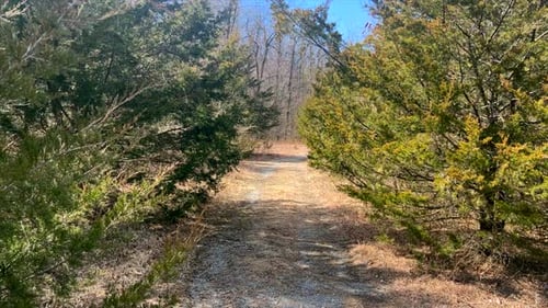 Walking along nature path during sunny day.