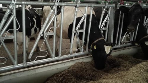 Cows on a diary farm eating. Cattle of cows