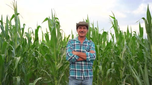 Male Farmer Standing in Cultivated Corn Crops Field and Looking at Camera