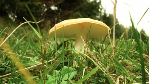 Toxic Mushroom Among Green Grass