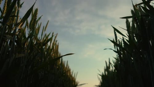 Un Champ Agricole De Blé Sous Ciel Cinématographique Une Caméra Recule Entre Les Rangées De Cultures De Céréales