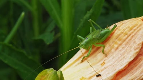 Close Up Of A Common Green Grasshopper On Garden Plant.