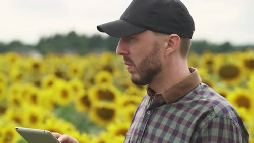 Portrait Farmer Man Stands in Field of Sunflowers and Works on a Screen Tablet Investigating Plants