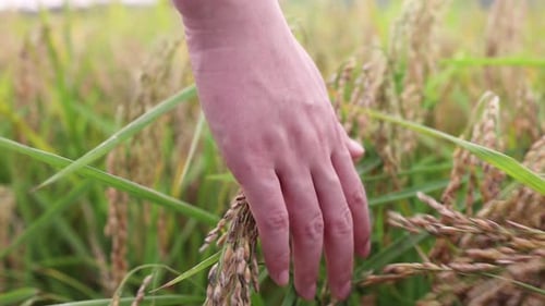 Marcher dans les rizières et toucher les épis de riz avec les mains