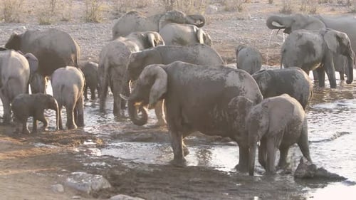Elephants Bathing Watering Hole Etosha NP Namibia