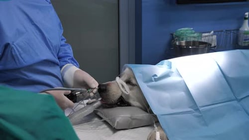 Golden retriever dog getting muzzle nose surgery at vet clinic.