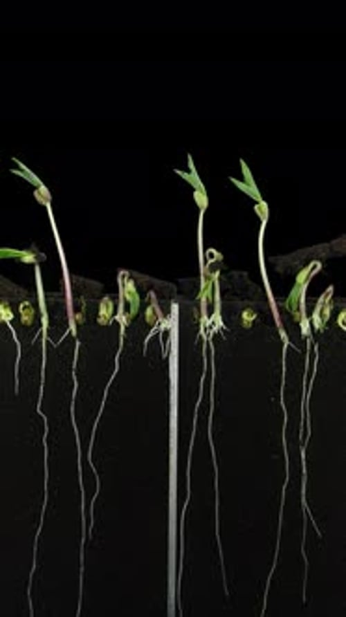 Seedling Time Lapse of Growing Roots and Sprouts