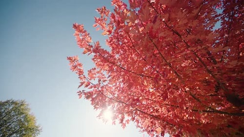 View of the Autumn Maple Tree and Sun Shines Brightly Through Branches Autumn Time