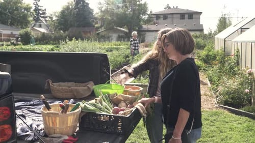 Of Woman Looking at Vegetables on Rear of Pickup Truck