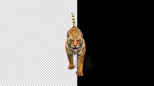 Tiger Run Transparent Background 3 Front Angle