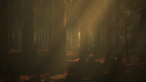 Sunlight Piercing Through the Lush Green Canopy of a Forest