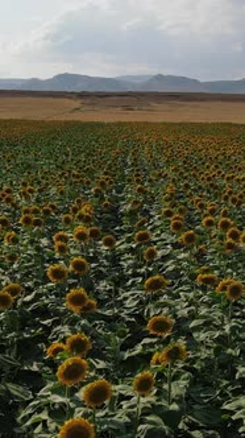 Luftaufnahme von Sunflower Farmland