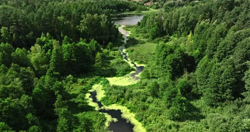 Aerial view of small river and green forest in summer.