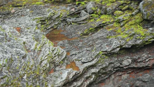 Green moss and lichen cover the rugged withered layered rocks creating a striking contrast of textur