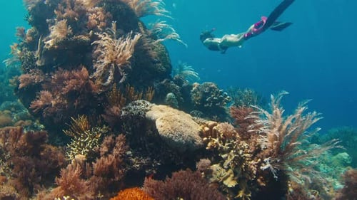 Woman Freediver Swims Underwater and Explores the Vivid Coral Reef in the Komodo National Park in