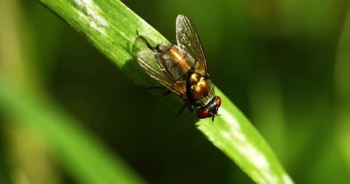 Fly Resting on a Green Blade of Grass
