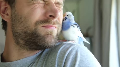 Man and Pet Budgie Bonding Indoors