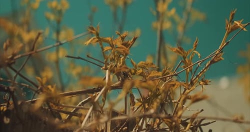 Closeup shot of leaves with sharp stems with blurred background.