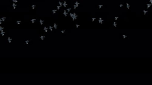 Krähe, Vogel, Fledermaus, fliegend, 4K