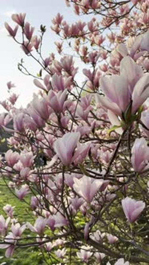 Árvore de magnólia com lindas flores rosa ao ar livre, de perto. Câmera em movimento para a esquerda e para a direita