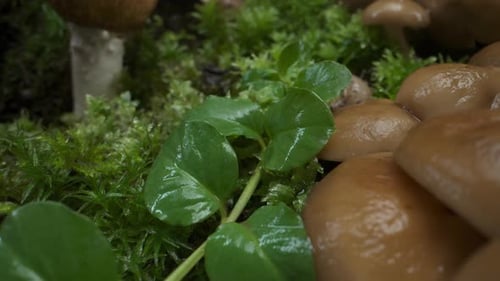 Mushrooms Grow on Moss After Rain Fungi Forest Background Autumn Macro Shot