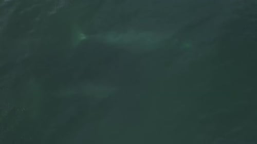 Whales Swim Underwater