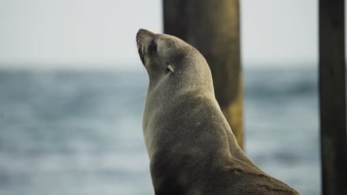Portrait of lazy seal, sitting and relaxing on the seashore.