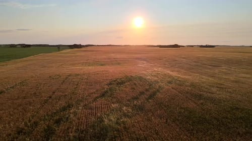 Aerial View of Wheat Field at Golden Sunset