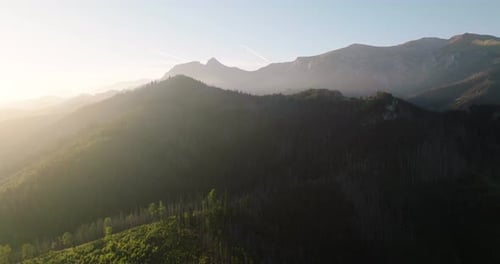 Beautiful Mountain Landscape in Summer Forest and Rocks