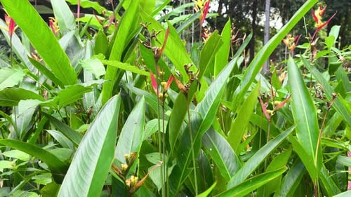 Fleurs tropicales vibrantes d'Heliconia dans le jardin