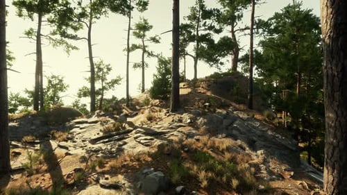Group of Trees on Rocky Hillside