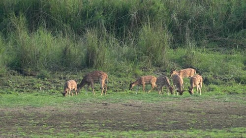A small herd of spotted deer or axis deer grazing in a lush green meadow.