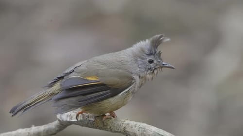 Birds of Nepal