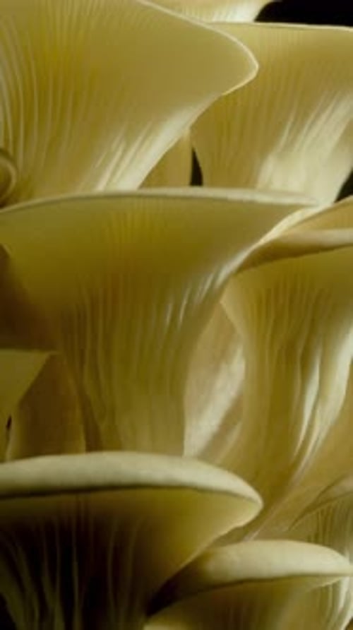 Close up of Oyster Mushrooms