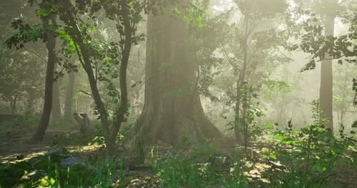 Sunlight Filters Through Trees in a Lush Forest During Early Morning Hours