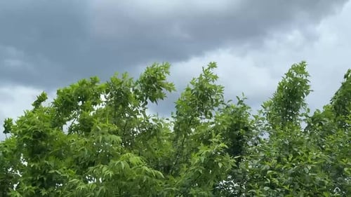 Grüne Bäume, die sich unter düsterem Himmel vom Wind wiegen