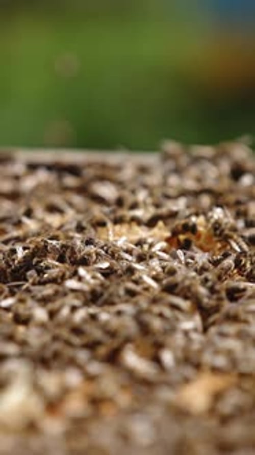 Lots of bees crawling on the top of opened beehive. Honey insects flying over the hive.