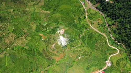 Drone, rice field and farm with nature in Vietnam for farming, agriculture