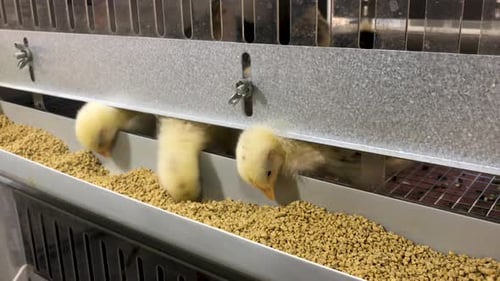 Day-old yellow chicken hatchlings eat from their pen - breed is Delaware