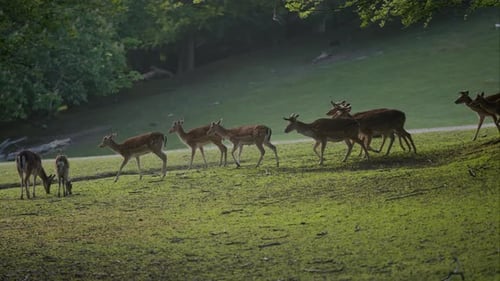 Deer Walking In A Group In A Forest During Daytime
