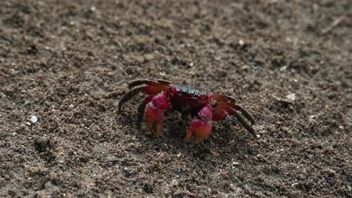Red claws crab searching and eating food on the dirt soil near the river 1