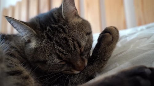 Tabby Cat Licking Paw in Close Up