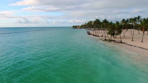 AERIAL Palm Trees Along Idyllic Beach Coastline