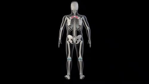 3D Animated Human Skeleton Model Rotating for Medical Science