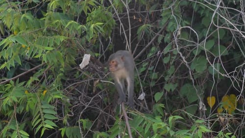Long Tailed Monkey Walking on a Tree Branch in the Jungle