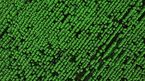 Aerial View of Lush Green Agricultural Field