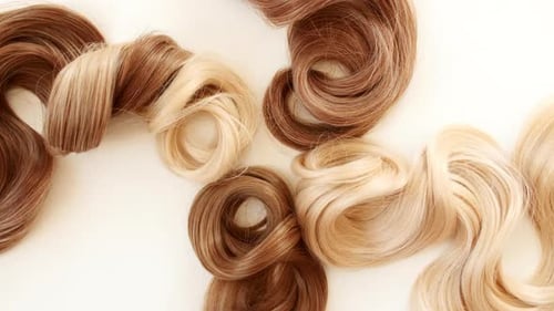 Blond Brown Shiny Wavy Hair on White Background Shiny Woman Hair Strand Curl Hair Care and Beauty