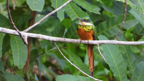 Tropical Jacamar bird with long beak perching on a branch. Minca, Colombia