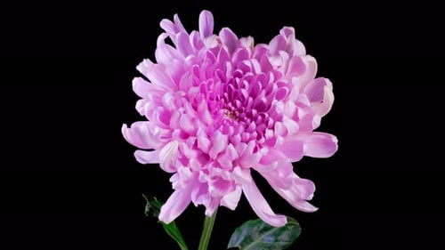 Close up of a Vibrant Pink Chrysanthemum Flower
